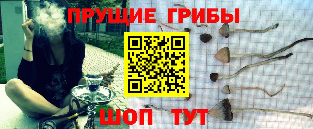 Псилоцибиновые грибы Psilocybine cubensis Фурманов